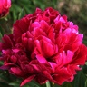 Box of Peony Karl Rosenfield