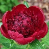 Box of Peony Red Charm