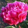 Box of Peony Red Sarah Bernhardt