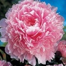 Box of Peony Sarah Bernhardt