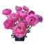 Box of Ranunculus Hot Pink Elegance