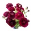 Box of Ranunculus Purple Elegance