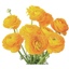 Box of Ranunculus Yellow Elegance