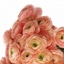 Box of Ranunculus Peach Elegance