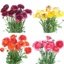 Box of Ranunculus Assorted