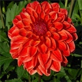 ALL THAT JAZZ DAHLIA