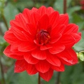 ANGELS OF 7A DAHLIA