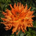 AZTECA DAHLIA