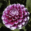B-MAN DAHLIA