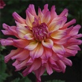 BAHAMA MAMA DAHLIA