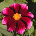 BASHFUL DAHLIA