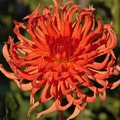 BED HEAD DAHLIA