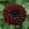 BLACK SATIN DAHLIA