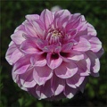 BLACKBERRY ICE DAHLIA