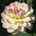 BLISS DAHLIA