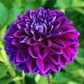 BOOGIE NITES DAHLIA