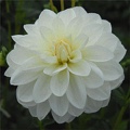 BRIDEZILLA DAHLIA