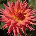 BROOKSIDE CHERI DAHLIA