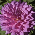 BRUSHSTROKES DAHLIA