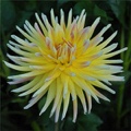 CABANA BANANA DAHLIA