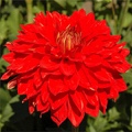 CALIENTE DAHLIA
