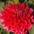 CANBY CENTENNIAL DAHLIA