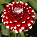CHECKERS DAHLIA