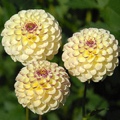 CHERISH DAHLIA