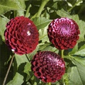CHICK A DEE DAHLIA
