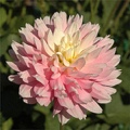 CHILSON'S PRIDE DAHLIA