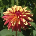 CRAZY LEGS DAHLIA