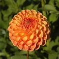 CRICHTON HONEY DAHLIA