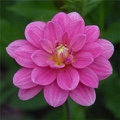 CUTIE PATOOTIE DAHLIA