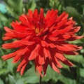 DARE DEVIL DAHLIA