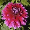 DARK MAGIC DAHLIA