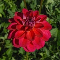 DAZZLE ME DAHLIA