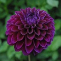 DIVA DAHLIA