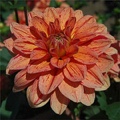 ELIJAH MASON DAHLIA