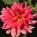 EXCENTRIC DAHLIA