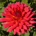 FIRE MAGIC DAHLIA