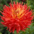 FIRED UP DAHLIA