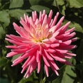 FIRST KISS DAHLIA