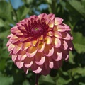 FOXY LADY DAHLIA