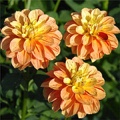 FRECKLE FACE DAHLIA