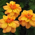 GINGER SNAP DAHLIA