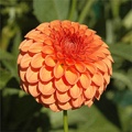 GINGEROO DAHLIA
