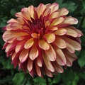 GITTS CRAZY DAHLIA