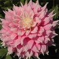 GITTS PERFECTION DAHLIA