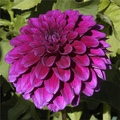 GONZO GRAPE DAHLIA