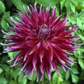 GRAND FINALE DAHLIA